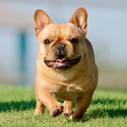 Mini - French Bulldog