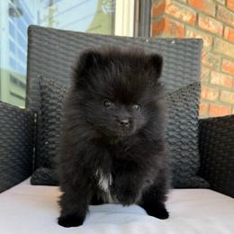 1 - Black parti female Pomeranian puppy in San Jacinto, California from Savvypomeranians