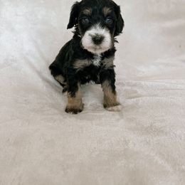 Australian Mountain Doodle, Bernedoodle, and Bernese Mountain Dog Puppies from Berns & Doodles