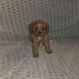 Mack - Red male Cavapoo puppy in Dewey, Oklahoma from Lebel Cavapoos