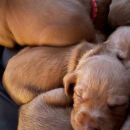 Wirehaired Vizslas from Sandy Persyn's Wirehaired Vizslas