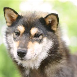 Plum - Shiba Inu