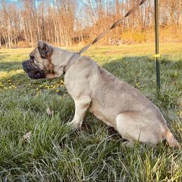 Freya - Cane Corso