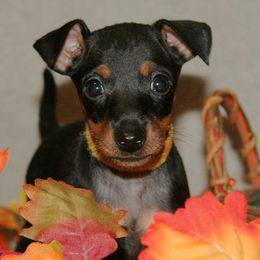 Manchester Terriers from Lakeway Manchester