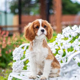 Cavalier King Charles Spaniel and Dalmatian Puppies from Cadence Hall