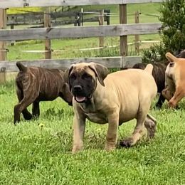 Boerboel Puppies from Dynasty Blue Ridge Boerboel