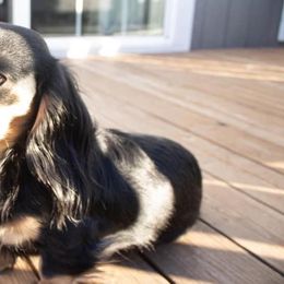 Dachshund All Grown Up from Lone Star Longhair Dachshunds