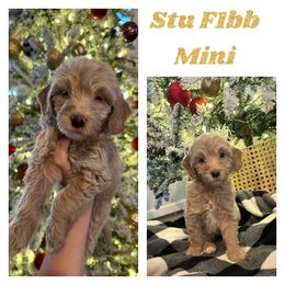 Stu - Cream Goldendoodle puppy in Missouri from B&C Goldendoodles