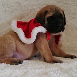 Mastiff and Neapolitan Mastiff Puppies from Sims English Mastiffs