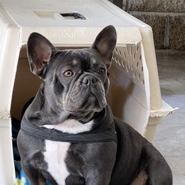 Mochi - French Bulldog