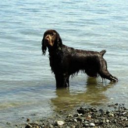 Field Spaniels from SandsCape Field Spaniels