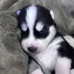 Pomsky Puppies from Sun-Kissed Mountain Homestead