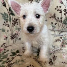 Jamie (Red) - White male West Highland White Terrier puppy in Jefferson, North Carolina from McGuire’s High Country Terriers