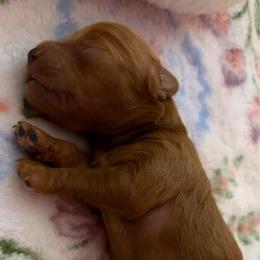 Agatha - Red  female Goldendoodle puppy in Lillington, North Carolina from Peace, Love, and Puppies at the Creek