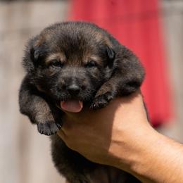 Girl 1 - Sable female German Shepherd puppy in Tamiami, Florida from Vom MontHaus