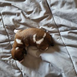 JayCee - Piebald female Dachshund puppy in Geneva, Florida from TGIF Doxies