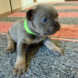 Phoenix green collar - Blue male French Bulldog puppy in Cordes Lakes, Arizona from Puppy Love AZ
