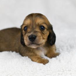 Rowyn - Cream female Dachshund puppy in Fredonia, Arizona from Kaibab Dachshunds