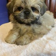 Mal-Shis and Maltese from Maltese Madness by Shannon Smith