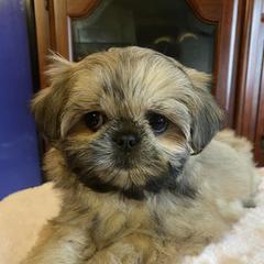 Mal-Shis and Maltese from Maltese Madness by Shannon Smith