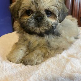 Mal-Shis and Maltese from Maltese Madness by Shannon Smith