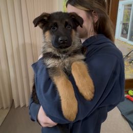 Miss Green - Black and red female German Shepherd puppy in Lawton, Michigan from Free Indeed Shepherds
