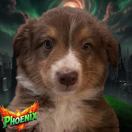 PHOENIX - Red Tri Female - Red tri-color female Australian Shepherd puppy in Gainesville, Texas from Lady Luck Aussies