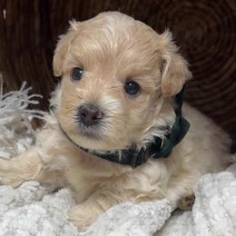 Romeo - Cafe au lait male Maltipoo puppy in Spring, Texas from GlamPaw Maltipoos