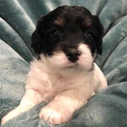 Cavalier King Charles Spaniels and Cavapoos from Lava Ridge Cavaliers