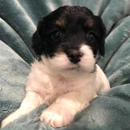 Cavalier King Charles Spaniels and Cavapoos from Lava Ridge Cavaliers