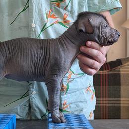 Oolong - Black female Xoloitzcuintli puppy in Felts Mills, New York from Solstice Xolos