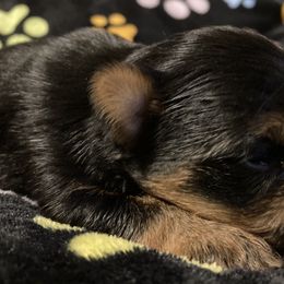Morkie, Yorkipoo, and Yorkshire Terrier Puppies from Danza Bolo
