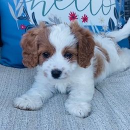 Bernedoodle and Cavapoo Puppies from Utah Mountain Doodles
