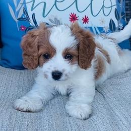 Bernedoodle and Cavapoo Puppies from Utah Mountain Doodles