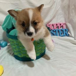Orange male - White and fawn male Pembroke Welsh Corgi puppy in Pleasant Plains, Arkansas from PBA Kennel
