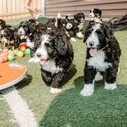 Bernedoodle and Bernese Mountain Dog Puppies from Berns & Doodles
