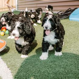 Bernedoodle and Bernese Mountain Dog Puppies from Berns & Doodles