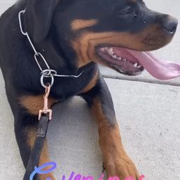Rottweiler Puppies from GrowHausKennel
