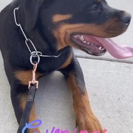 Rottweiler Puppies from GrowHausKennel