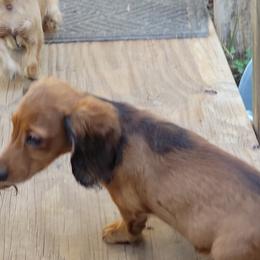 Dachshund Puppies from CLARK'S BREEDING PROGRAM