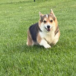 Belle - Black and tan female Pembroke Welsh Corgi puppy in Abingdon, Virginia from Em-K Kennels