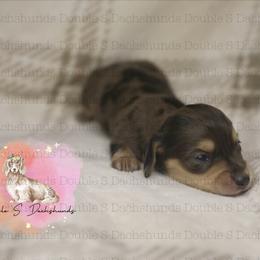 Raven - Dapple female Dachshund puppy in Timpson, Texas from Double S Kennel