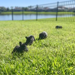 French Bulldog Puppies from Diamond Shores French Bulldogs