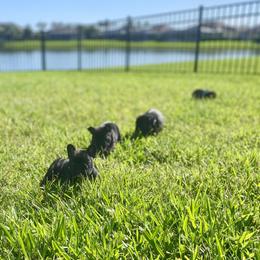 French Bulldog Puppies from Diamond Shores French Bulldogs