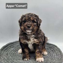 Comet-Gray collar - Blue merle male Bernedoodle puppy in Summerville, South Carolina from Channys Doodles