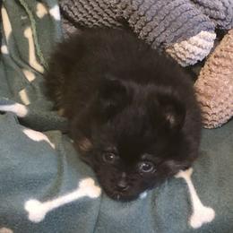 Cricket - Black and tan parti male Pomeranian puppy in Smithville, Texas from Lafary Poms
