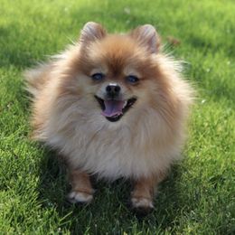Pomeranians from Truly Pomeranian