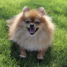 Pomeranians from Truly Pomeranian