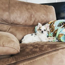 Envy - Chihuahua