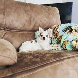 Envy - Chihuahua